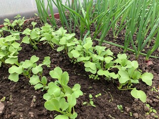 Green onions and radishes grow in the greenhouse garden. First harvest. Early spring. Fresh seedlings grow from the soil.