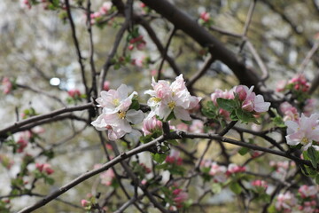 Bright white flowers. Apricot, cherry, apple,plum blossom. Fruit trees in the spring. Future fruits