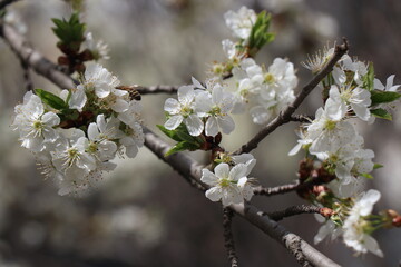 Bright white flowers. Apricot, cherry, apple,plum blossom. Fruit trees in the spring. Future fruits