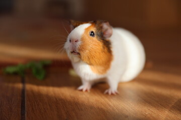 Portrait of a guinea pig close-up