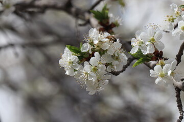 Bright white flowers. Apricot, cherry, apple,plum blossom. Fruit trees in the spring. Future fruits