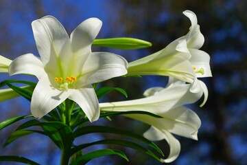 Fragrant white and yellow trumpet flowers of Easter Lily flowers (lilium longiflorum) in the spring