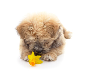 A small puppy with yellow narcissus.