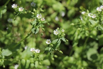 Blooming tree, early spring, beautiful view attracts the eye, romantic mood, desire for freedom and a walk
