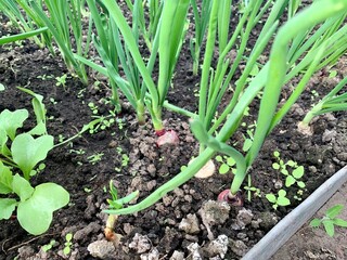 Green onions and radishes grow in the greenhouse garden. First harvest. Early spring. Fresh seedlings grow from the soil.