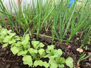 Green onions and radishes grow in the greenhouse garden. First harvest. Early spring. Fresh seedlings grow from the soil.