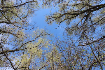 A young birch branch isolated against a blue background. Blue spring sky. Birch seeds and pollen