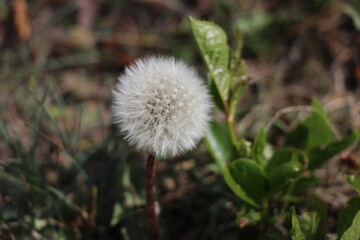 Dandelion in green grass. Spring time. Sunny day.