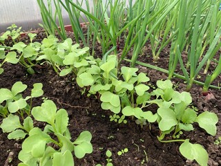 Green onions and radishes grow in the greenhouse garden. First harvest. Early spring. Fresh seedlings grow from the soil.