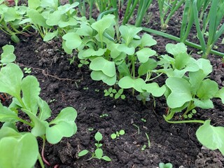 Green onions and radishes grow in the greenhouse garden. First harvest. Early spring. Fresh seedlings grow from the soil.