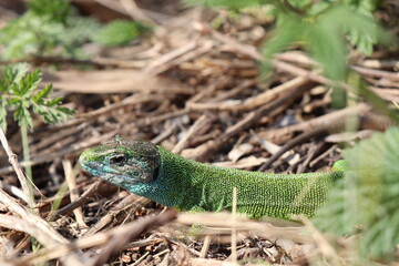 Small lizard. Green reptile. Spring time. Sunny day.