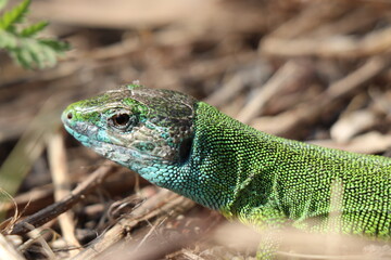 Small lizard. Green reptile. Spring time. Sunny day.