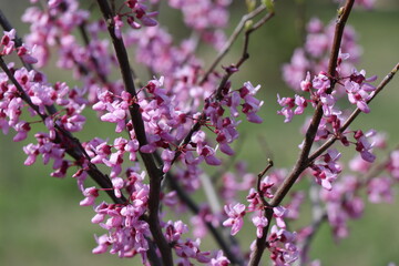 Tree branches with small pink flowers. Spring time. Sunny day