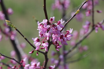 Tree branches with small pink flowers. Spring time. Sunny day