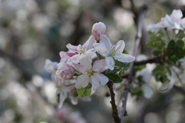 Bright white flowers. Apricot, cherry, apple,plum blossom. Fruit trees in the spring. Future fruits