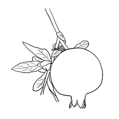 Outline image of a pomegranate branch with fruit and leaves. Hand drawn doodle illustration, black image on a white background. Linear art. Vector illustration.