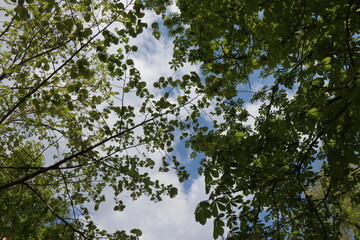 A young birch branch isolated against a blue background. Blue spring sky. Birch seeds and pollen