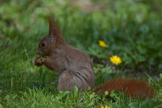 A squirrel eating grass