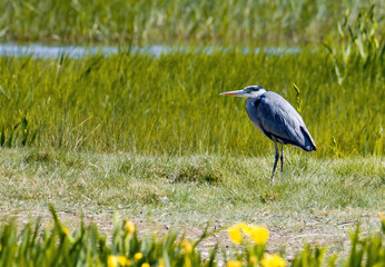 Garza al sol de la mañana