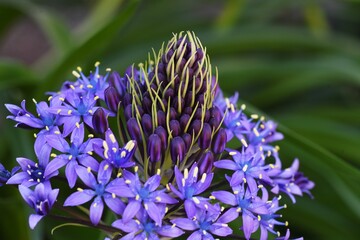 Cuban lily (Scilla peruviana). Asparagaceae perennnial plant.