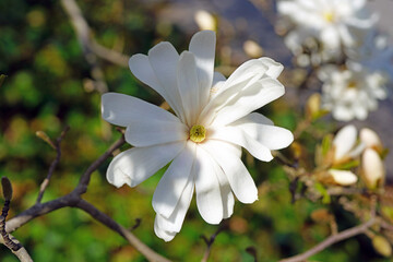 Naklejka na ściany i meble White and pink flower of a star magnolia (magnolia stellata) tree in spring