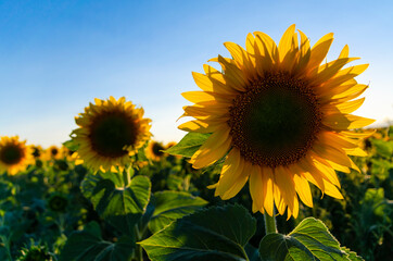 Girasoles