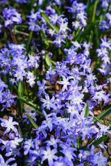 Purple scilla chionodoxa bulb flowers
