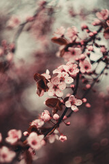 Kwitnąca wiśnia japońska - obrazy, fototapety, plakaty