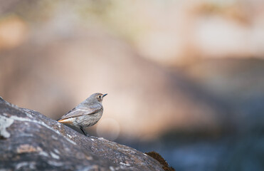 Common redstart on a rock isolated on blur background

