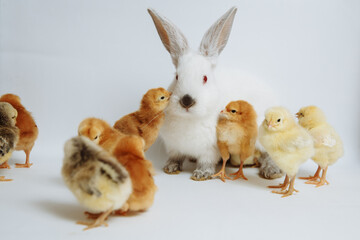 White rabbit with chicks on a white background