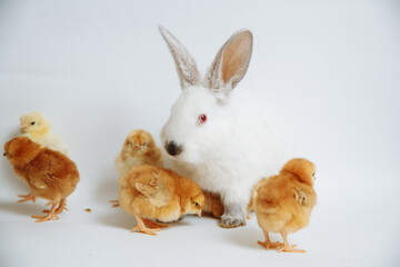 White rabbit with chicks on a white background