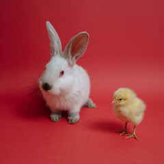 Chickens with a white rabbit on a red background
