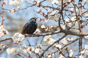 Starling on the branch