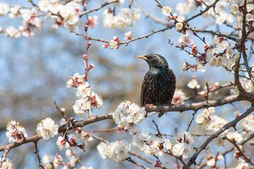 Starling on the branch