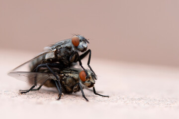 Isolated fly on an ocher background located on the wall of an difuse urban garden