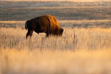 grazing bison in the colorado rocky mountains