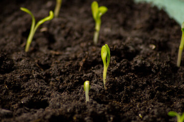 Vegetable seedling. Young seedlings in fertile soil. Green sprout growing in the soil. 