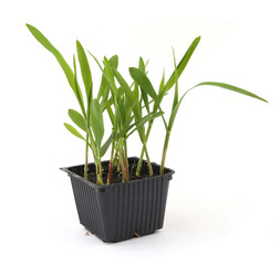 Young green sweet corn sprouts in container isolated on white background.  Corn plants growing in indoor seed planting container.