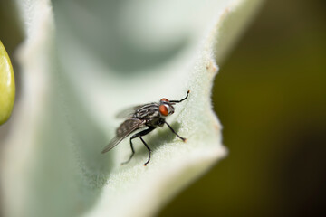 Isolated fly on an ocher background located on the wall of an difuse urban garden