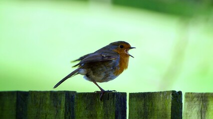 Singing Robin