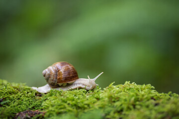 Big snail on the moss in the forest
