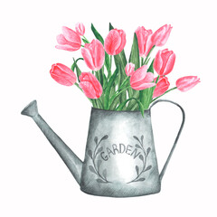 Watering can and tulips watercolor illustration. Spring illustration. Bouquet of pink tulips. Metal vintage watering can. Illustration isolated. Bright colors. For printing on postcards, stickers
