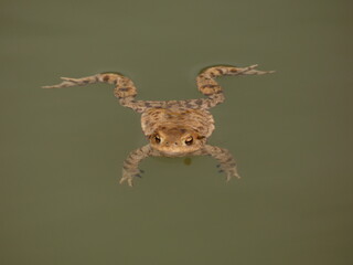 Common toad (Bufo bufo) swimming in the pond, Poland