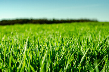 Junge Wiese fast bis zum Horizont