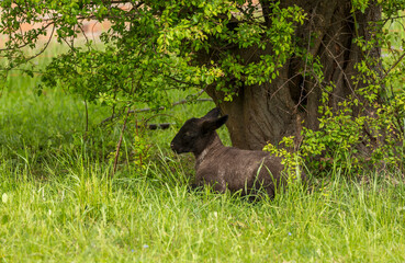 Cute Little Sheep Lamp On Meadow