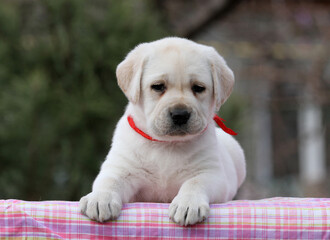 nice sweet yellow labrador puppy on the pink