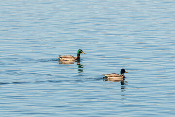 Two mallard ducks seen in open, clear water during spring time. Both have stunning green colored heads and seen in wild, wilderness setting. Canadian wildlife. 