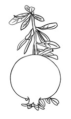 Vector illustration. Outline image of a pomegranate branch with fruit and leaves. Hand drawn doodle illustration, black image on a white background. Linear art.