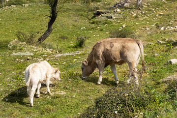 vaca y ternera pastando en un campo verde