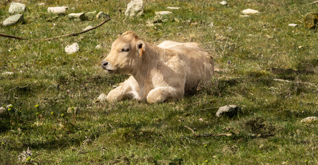 Ternera sentada en un campo verde